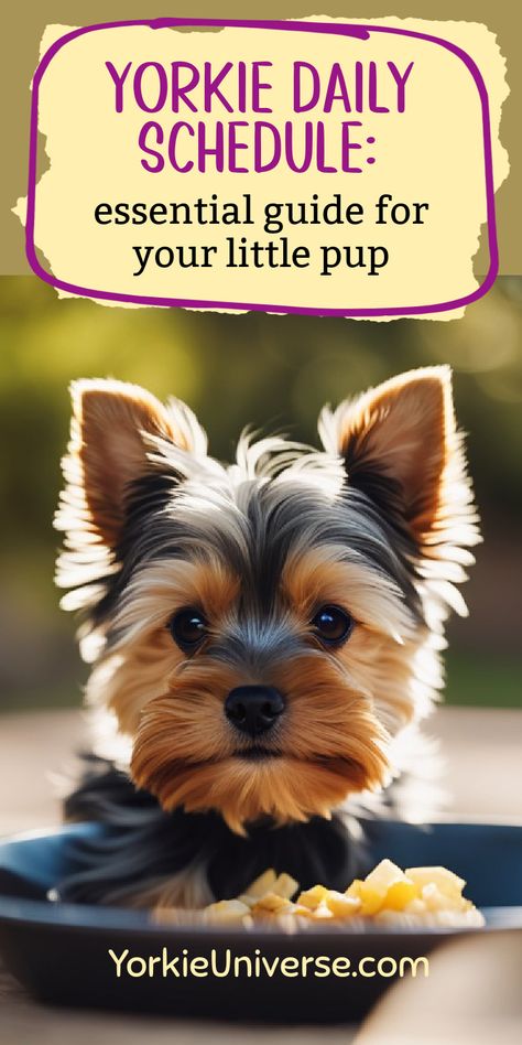 Discover the ideal daily schedule for your Yorkie pup! From meals and walks to play and rest, ensure your little one's well-being Puppy Shot Schedule, Yorkie Potty Training, Puppy Feeding Schedule, Yorkie Puppy Training, Yorkie Puppy Care, Yorkie Training, Yorkie Cuts, Mini Yorkie, Puppy Schedule