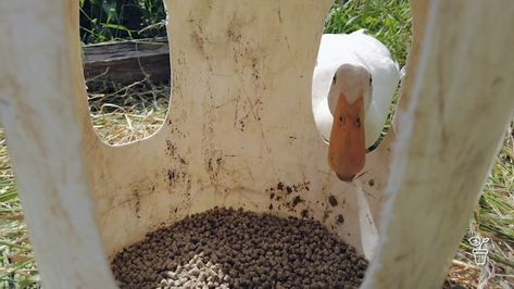 Guest Presenter Hannah Moloney designs a mess-free feeder for her ducks. No Mess Duck Feeder, Diy Duck Feeder, Duck Waterer, Duck Feeder, Diy Bucket, Chickens And Ducks, Chicken Feeder, Fencing Ideas, Hobby Farms