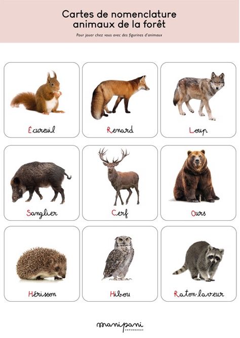 Fiche à télécharger | Cartes de nomenclature animaux Montessori Activities, Learn French, Montessori, Kangaroo, Fox, Animals