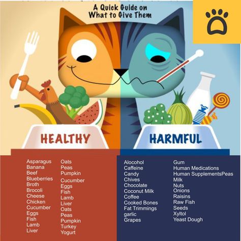 Human Food For Cats, Foods Cats Can Eat, Kitty Care, What Cats Can Eat, Healthy Cat Food, Kat Diy, Homemade Cat Food, Cat Eating, Cat Snacks