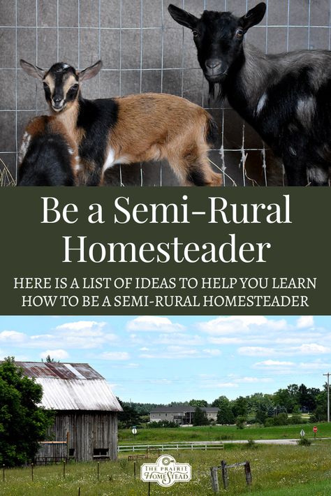 How to Be a Semi-Rural Homesteader Homesteading Hacks, The Prairie Homestead, Homesteading Life, Prairie Homestead, Homesteading Animals, Herbal Academy, Raising Farm Animals, Pioneer Life, Modern Homesteading