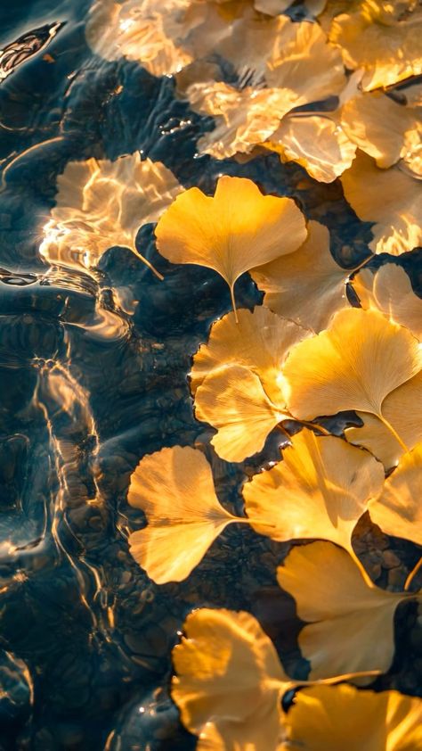 Ginkgo Wallpaper, Gingko Wallpaper, Ginkgo Art, Leaves Meaning, Ginko Biloba, Autumn Leaves Wallpaper, Wallpaper Autumn, Autumn Wallpaper, Ginkgo Tree