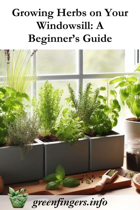 Discover the joy of nurturing your own vibrant herb garden right on your windowsill. This guide contains everything you need to know. Windowsill Garden Aesthetic, Windowsill Herbs, How To Grow Herbs, Windowsill Herb Garden, Grow Herbs, Windowsill Garden, Indoor Herb, Indoor Herb Garden, Growing Herbs