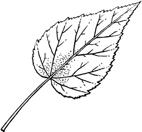 Hibiscus Hibiscus Leaves Drawing, Hibiscus Outline Drawing, Hibiscus Line Drawing, Hibiscus Coloring Page, Hibiscus Outline, Hibiscus Leaf, Hibiscus Leaves, Savage Love, Krishna Ji