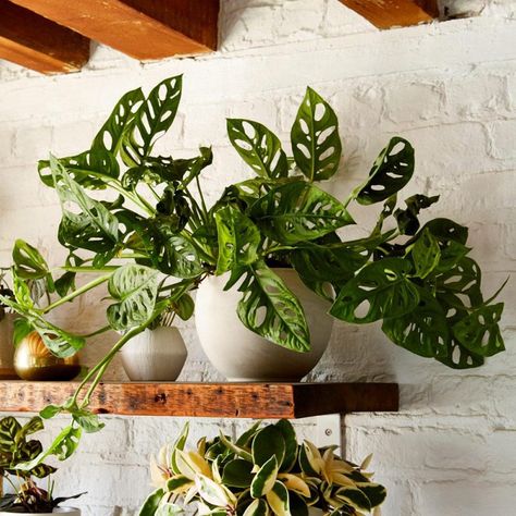 Hanging Basket Indoor, Big Indoor Plants, Indoor Tropical Plants, Monstera Adansonii, Swiss Cheese Plant, Plants Are Friends, Support Plante, Plant Wishlist, Cheese Plant