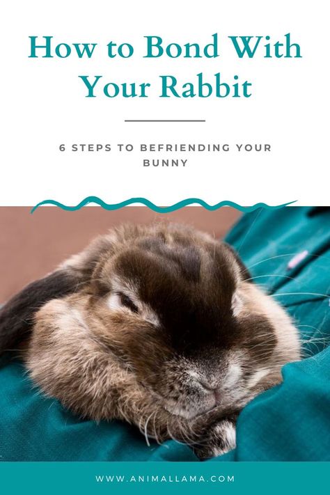 bonding with rabbits How To Tame A Rabbit, Rabbit Bonding Tips, Rabbit Boredom Breakers, Rabbit Enrichment, Diy Bunny Cage, Rabbit Health, Rabbit Stuff, Pet Rabbit Care, Giant Rabbit