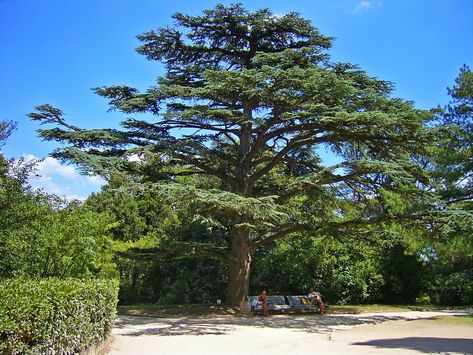 Read our latest article about Cedar Tree – Cedrus libani:  The evergreen cedar tree, with its spicy scent, is found in many parts of the world, but is native to the Himalayas and the Mediterranean countries. The Cedar of Lebanon was introduced to Britain around 400 years ago, and today the tree is found in many British parks and estates. In fact, the oldest one was planted in 1646 by a Dr Edward Pocock in his rectory near Wantage in Oxfordshire.  Read more here - >>>  #cedartree #cedrus #libani Lebanon Tree, Cedrus Libani, Lebanon Cedar, Cedar Of Lebanon, Mediterranean Countries, Rambling Rose, Cedar Tree, Open Ocean, Cedar Trees