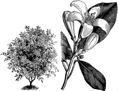 Habit and Flowering Branchlet of Murraya Exotica Krishnachura Flower, Flax Flower Illustration, Kemboja Flower Sketch, Mogra Flower Illustration, Murraya Exotica, Sanya, Image Types, The Fruit, The Flowers