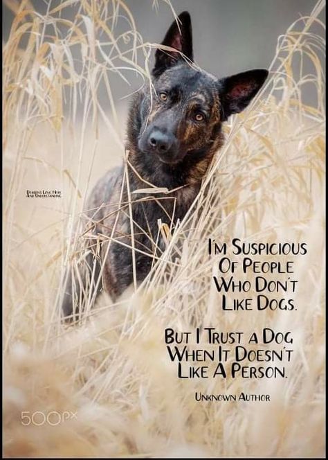 Man And Dog Quotes, Hunting Dog Quotes, Dog Captions For Insta, Doggie Quotes, Dog Captions, Cleaning Quotes Funny, Paw Tattoos, Animal Lover Quotes, German Shepherd Memes