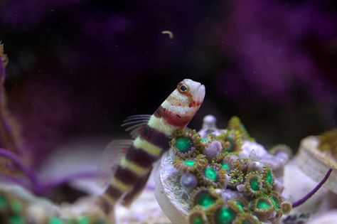 A Beginner's Guide to Pico Reefs - Marine Depot Blog Never Satisfied, Reef Tanks, Coral Fish, Simpsons Characters, Reef Aquarium, Reef Tank, Friends Characters, Saltwater Aquarium, Clown Fish