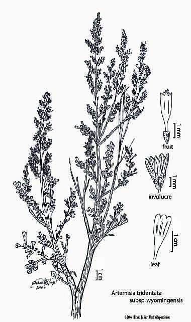 Juniper Tattoos, Sagebrush Drawing, Sage Brush Tattoo, Sagebrush Tattoo, Artemisia Tridentata, Big Sagebrush, Sage Tattoo, Tattoo Lotus Flower, Desert Tattoo