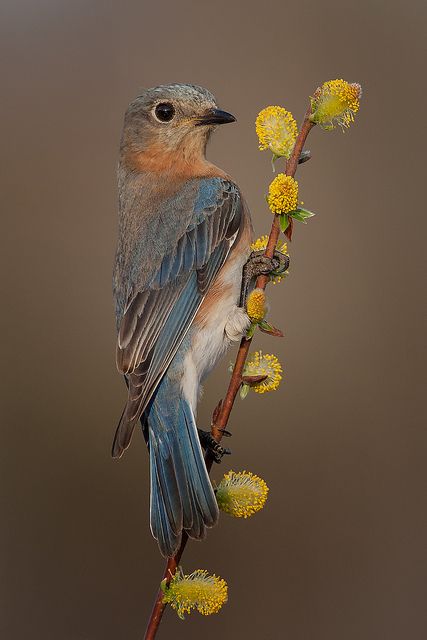 Eastern Bluebird Western Bluebird, Eastern Bluebird, Kinds Of Birds, Nature Birds, Backyard Birds, All Birds, Bird Pictures, Pretty Birds, Bird Photo