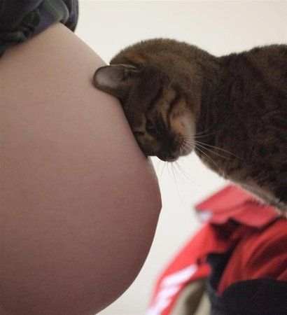 Purrrrrrfect 🤍  #internationalcatday #babybump #mamatobe Pregnancy Belly Photos, Cute Pregnancy Pictures, Belly Photos, Maternity Photography Poses Pregnancy Pics, Couple Pregnancy Photoshoot, Baby Bump Photos, Tiffany Rose, Bump Photos, Maternity Photography Poses