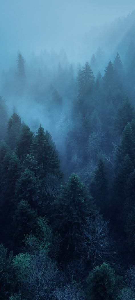 Foggy Nature Wallpaper, Dark Forest Lockscreen, Redish Wallpaper Aesthetic, Dark Misty Forest Aesthetic, Dark Winter Wallpaper Iphone, Twilight Forest Wallpaper, 4k Wallpaper Iphone Nature, Rainy Forest Wallpaper, Apple Wallpaper Aesthetic