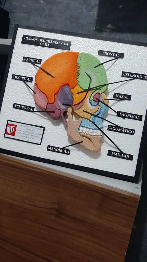 Project Biology Ideas, Science Exhibition Decoration Ideas, Science Project Models Ideas, Biology Models Projects Ideas, Science Models School Projects, Biology Project Ideas, Biology Models, Biology Model, Human Body Systems Projects