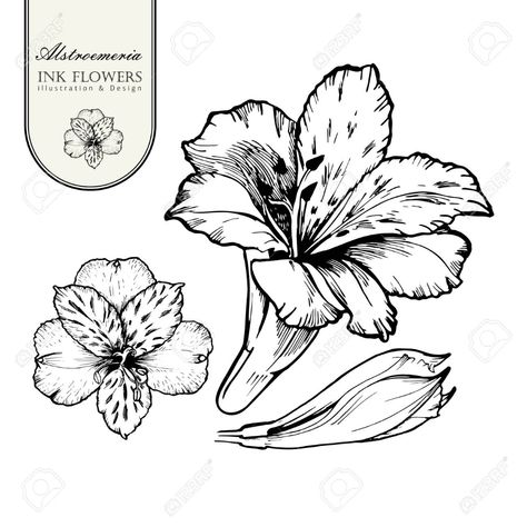 Black Ink Line Style Sketch Flower. Hand Painted ... Alstroemeria Tattoo, Alstroemeria Flower, Vintage Flower Tattoo, Lillies Tattoo, Sketch Flower, Lilies Drawing, Peruvian Lilies, Flower Line Drawings, Flower Drawing Design