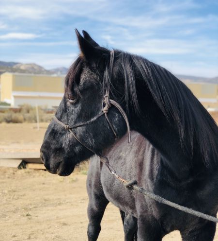 Appendix Quarter Horse Gelding For Sale In California - Arthur - MyHorseForSale.com Equine Classifieds Appendix Horse, Quarter Horses For Sale, Going Solo, Horses For Sale, Quarter Horse, Pretty Horses, California, Horses, Animals