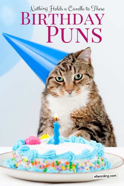 Funny birthday puns Cat Puns Birthday, Funny Handmade Cards, Cat Pun Birthday Card, Birthday Puns Funny, Birthday Pun Cards, Happy Birthday Puns, Humorous Birthday Cards, Happy Birthday Humorous, Cat Birthday Wishes