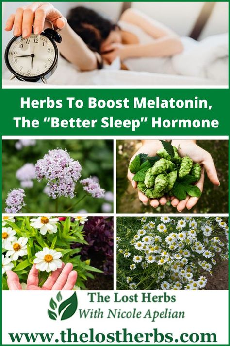 Best Herbs For Sleep, Herbs For Sleep, Natural Mom, Medicinal Herbs Garden, Mood Enhancers, Sleep Problems, Hormone Imbalance, Natural Herbs, Tea Garden