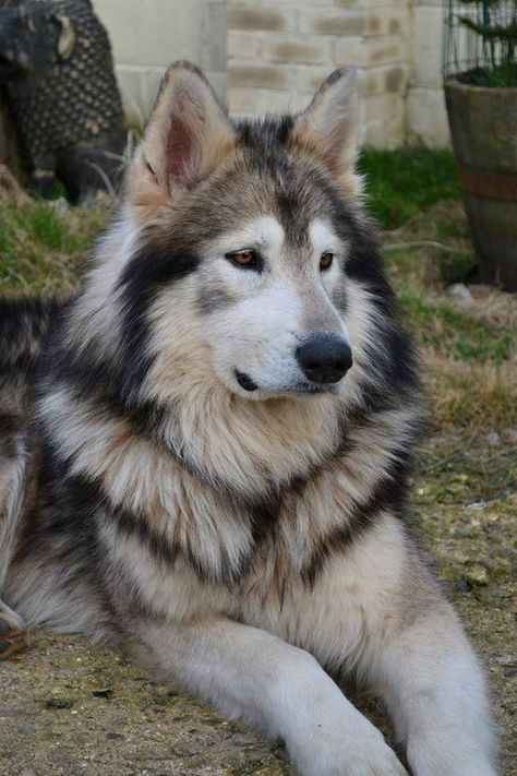 Northern Inuit Dog. Bred to look like a wolf, this is the breed they used on Game of Thrones for the direwolves  Fascinating Pictures (@Fascinatingpics) | Twitter Wolf Dogs Puppy, Wolf Like Dogs, Types Of Big Dogs, Utonagan Dog, Northern Inuit, American Indian Dog, Northern Inuit Dog, Wolf Dogs, Dog Wolf