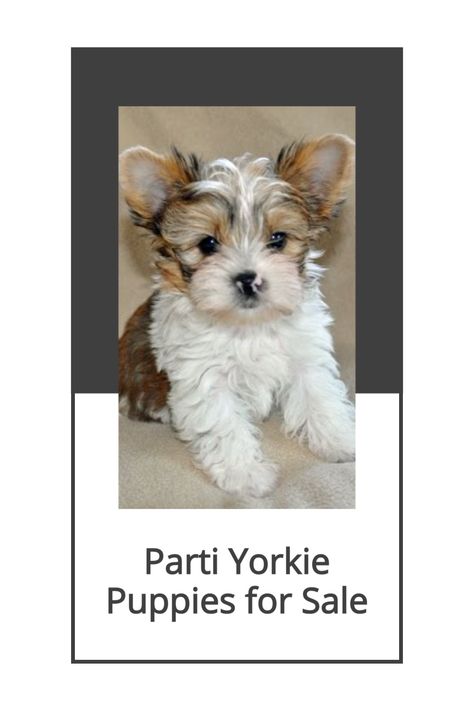 Party Yorkies Puppies, Parti Yorkie Puppies, White Yorkie Puppy, Yorkie Puppies For Adoption Near Me, Party Yorkies, Parti Yorkies For Sale, Dog Having Puppies, Parti Yorkies, Yorkie Puppies For Adoption