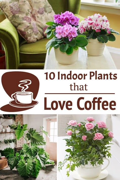 Caffeine is not only enjoyed by humans, but there are some Houseplants That Love Coffee too! Surprised? Check the list below. Inside Flowers Houseplants, Companion Planting Houseplants, Coffee Loving Plants, Coffee Cup Plant, Coffee For Plants Gardening Tips, Coffee In Plants, Indoor Flower Plants, Coffee For Plants Houseplant, Coffee For Plants