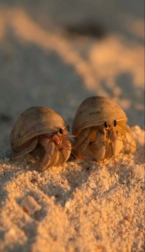 Beautiful Sea Creatures, Hermit Crab, Pretty Animals, Marine Animals, Cute Animal Photos, Ocean Creatures, Ocean Animals, Cute Creatures, Ocean Life