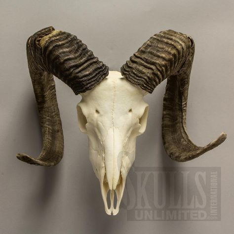 Ram Skull Side View, Skull Side View, Skull Reference, Goat Skull, Ram Skull, Zodiac Designs, Animal Bones, Skull Drawing, Skull Fashion