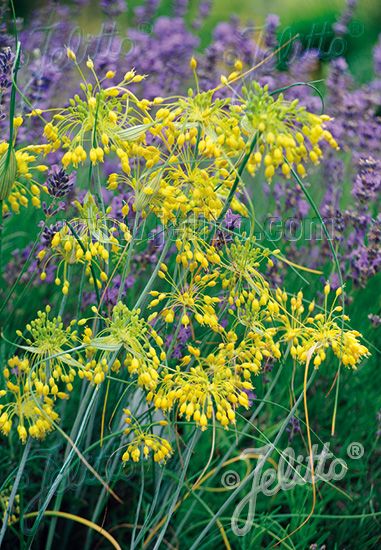 Allium Flavum, Allium Bulgaricum, Drought Tolerant Landscape, Cut Flower Garden, Container Size, Yellow Onion, Drought Tolerant, Rock Garden, Gold Flowers