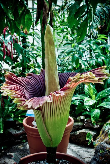 Voodoo Lily, Titan Arum, Carrion Flower, Special Plants, Corpse Flower, Rock Garden Plants, Weird Plants, Plant Fungus, Uc Berkeley