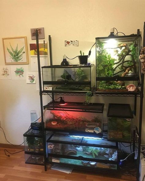 Fishtanks Ideas Living Room, Reptile Shelf, Reptile Room Setup, Fish Tank Shelf, Reptile Wall, Roommate Rooms, Snake Tank, Reptile Room, Fishing Room