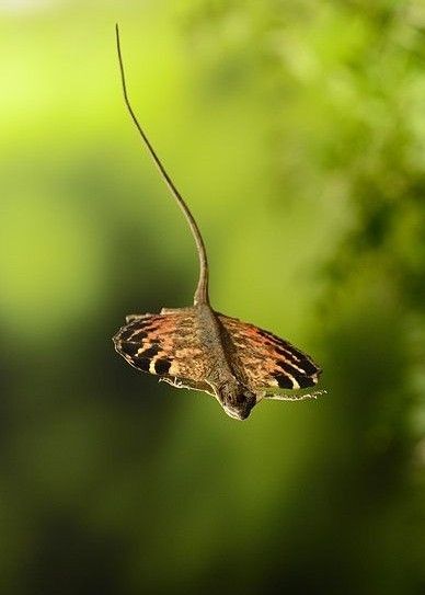 A flying dragon lizard (Draco volans) gliding from branch to branch in a forest | Photo by Scott Linstead Gliding Lizard, Draco Volans, Lizard Wallpaper, Flying Lizard, Flying Dragon, Cute Reptiles, Forest Photos, Chameleons, Tropical Forest