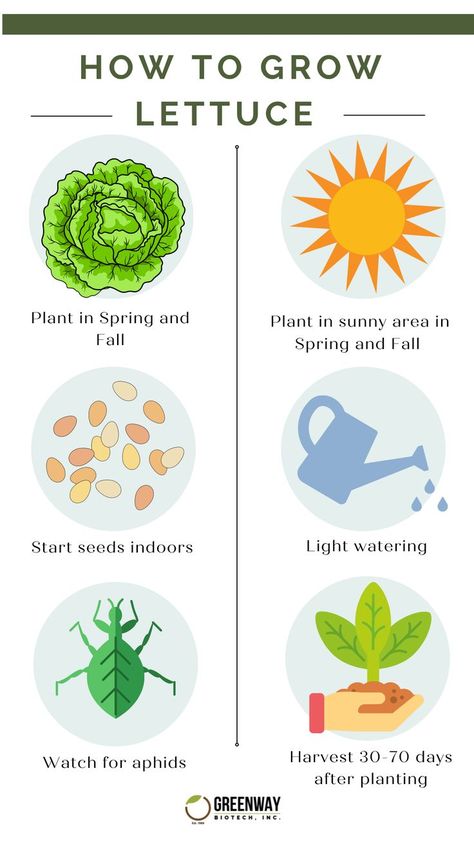 Graphic explaining how to grow lettuce How To Plant Lettuce Seeds, Lettuce Planting How To Grow, How To Grow Lettuce In Containers, Growing Lettuce From Seed, Planting Lettuce In Containers, How To Plant Lettuce, Planting Lettuce Seeds, Lettuce Types, Growing Lettuce In Containers