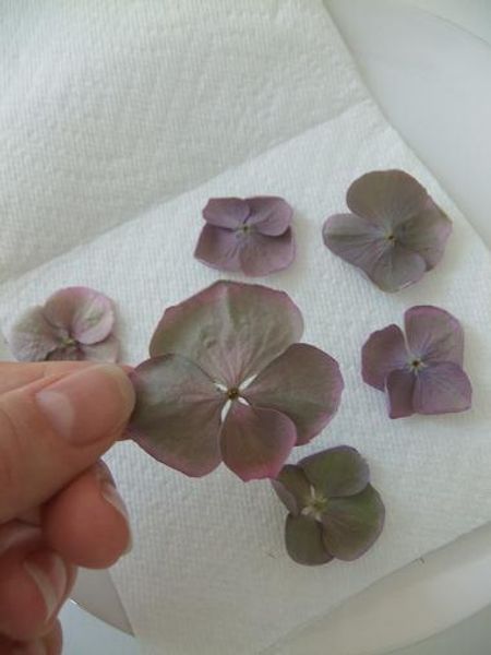 Dried hydrangeas. How To Press Hydrangeas, Pressing Hydrangeas, Dry Hydrangea Arrangements, Drying Hydrangeas, Pounded Flowers, Hydrangea Picture, Floristry Techniques, Flower Drying, Cardboard Cake