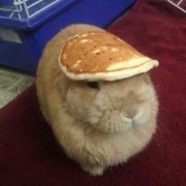 Bunny with a pancake Pancake Meme, Rabbit Pancake, Bunny Pancakes, Silly Rabbit, Silly Cats Pictures, Silly Animals, Funny Animal Pictures, Cute Bunny, Cat Pics