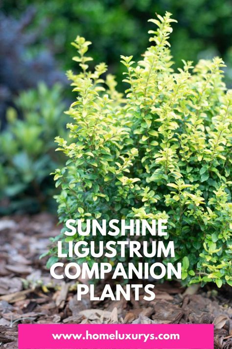 Landscaping With Sunshine Ligustrum, Lorapedulum Landscaping, Sunshine Ligustrum Landscaping Ideas, Sunshine Ligustrum Companion Plants, Sunshine Ligustrum Landscaping, Ligustrum Landscaping, Lemon Lime Nandina, Sunshine Ligustrum, Types Of Shrubs