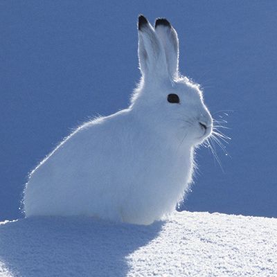 Bunny In Snow, Snowy Animals, Winter Forest Animals, Snow Rabbit, White Hare, Winter Bunny, Artist Reference, Snow Animals, Snow Theme