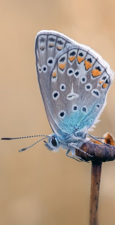 A common blue butterfly. #Butterfly Blue Insects, Eastern Tailed Blue Butterfly, Blue Butterfly Art, Common Blue Butterfly, Beetles, Full Arm Tattoos, Cool Bugs, Butterfly Drawing, Butterfly Pictures