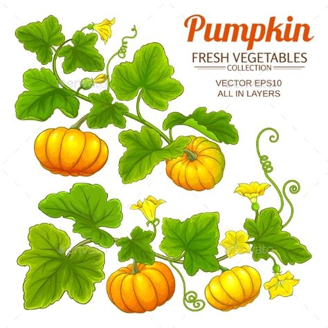 Pumpkin Plant Vector Set on White Background by cuttlefish84 | GraphicRiver Pumpkin Plant Illustration, Pumpkin Plant Drawing, Roots Illustration, Pumpkin Plant, Pumpkin Leaf, Pumpkin Tree, Planting Pumpkins, Pumpkin Drawing, Pumpkin Illustration