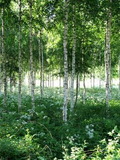 . Birch Wood Forest, 자작나무 그림, Finland Nature, Birch Tree Forest, Birch Forest, Wild Beauty, Aspen Trees, Birch Trees, Tall Trees