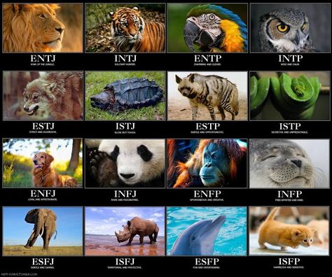 Awesome!  I'm an seal!! And I'll most likely marry a tiger. Hmm.. I wonder how our kids will turn out. :/ Mbti Animals, Personalidad Enfp, Myers Briggs Test, Meyers Briggs, Personality Profile, Intj Personality, Myers Briggs Personality Types, Myers–briggs Type Indicator, Myers Briggs Personalities