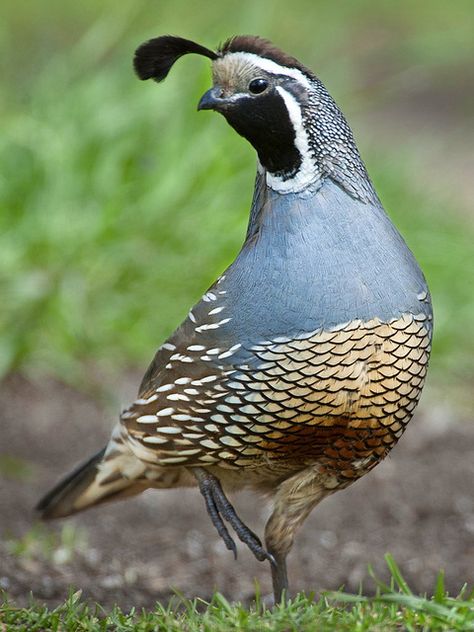 Published by ER Post on Flickr. This is a California Quail (Callipepla californica), photographed in Kern County, California. California Quail, Quails, Bird Sitting, Game Birds, Victoria Bc, Exotic Birds, Pretty Birds, Bird Photo, Colorful Birds