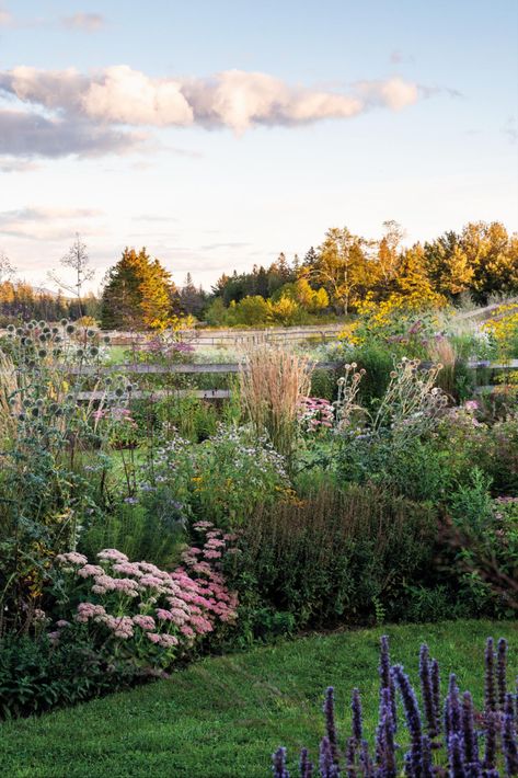 Garden Words, Maine Garden, Lawn Alternatives, Lavender Mist, Mount Desert Island, Echinacea Purpurea, Coastal Gardens, English Cottage Garden, Farmhouse Garden