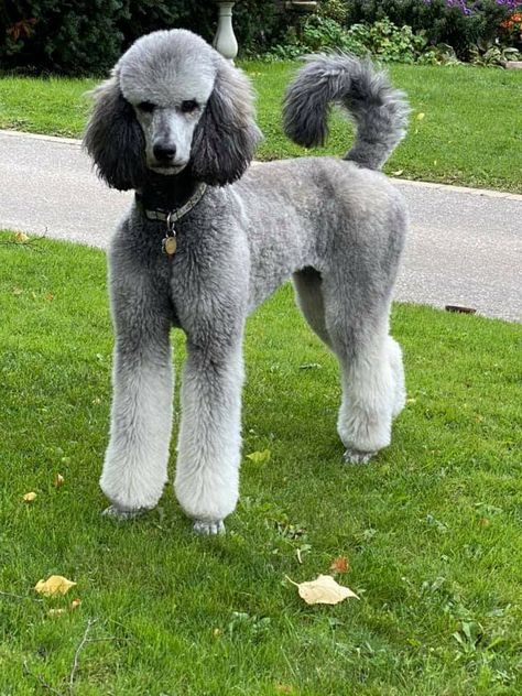 Poodles Haircut Styles, Male Standard Poodle Haircut Styles, Poodle Short Haircut, Poodle Grooming Styles, Standard Poodle Haircut Styles, Poodle Styles, Standard Poodle Cuts, Poodle Hairstyles, Standard Poodle Haircuts