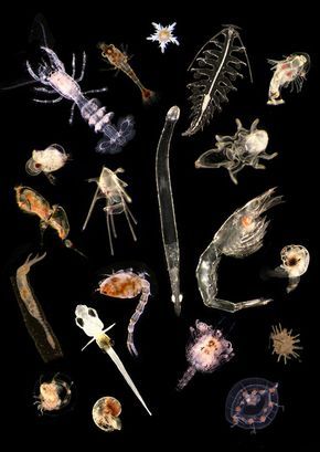 Different plankton species that call the North Sea home.