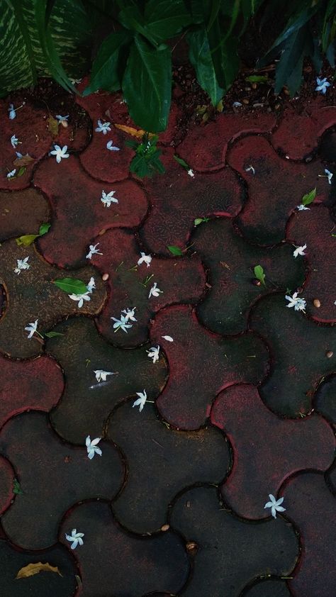 #whiteflowers #flower #aesthetic Flowers Indian Aesthetic, Indian Flowers Aesthetic, Indian Rain Aesthetic, Rain Flowers Aesthetic, Wallpapers Calming, Plant Snap, Fallen Flowers, Insta Layout, Aesthetic Editing