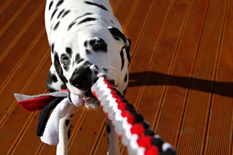 Dalmatian DIY: DIY for Dogs: Square Knot Fleece Tug Toy Diy Tether Tug Dog Toy, Box Knot, Homemade Dog Toys, Dogs Toys, Dogs Diy Projects, Puppy Toys, Diy Dog Toys, Dog Diy, Dog Playground