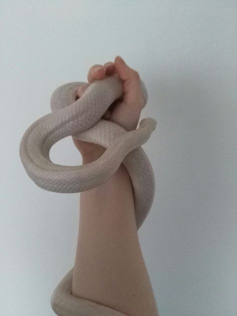 1.0 adult blizzard corn snake called blizzard Snow Corn Snake, Corn Snake, Cute Snake, Pet Snake, Pets 3, Corn, Cute Animals, Animals