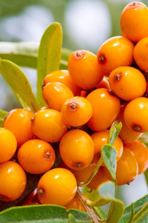 Sea buckthorn might be your skin's new BFF. #schickhydrosilk #ad Berry Plants, Sea Buckthorn Oil, Plants For Sale, Sea Buckthorn, Fruit Plants, Flowering Shrubs, Plant Sale, Small Trees, Oils For Skin