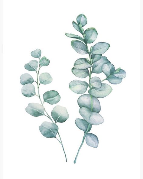 Digital Print: Eucalyptus Leaves | Etsy Australia Wedding Chalkboard Signs, Diy Watercolor Painting, Leaf Drawing, Decor Prints, Diy Watercolor, Watercolor Leaves, Eucalyptus Leaves, Plant Illustration, Watercolor Drawing